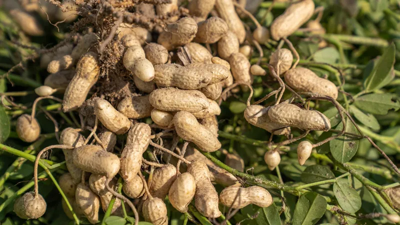 Planta de maní con sus vainas